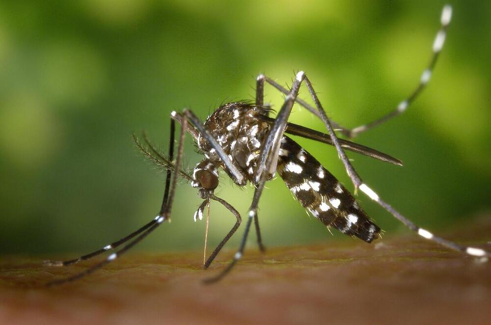 Detectan la presencia de mosquito tigre en zonas de Navarra